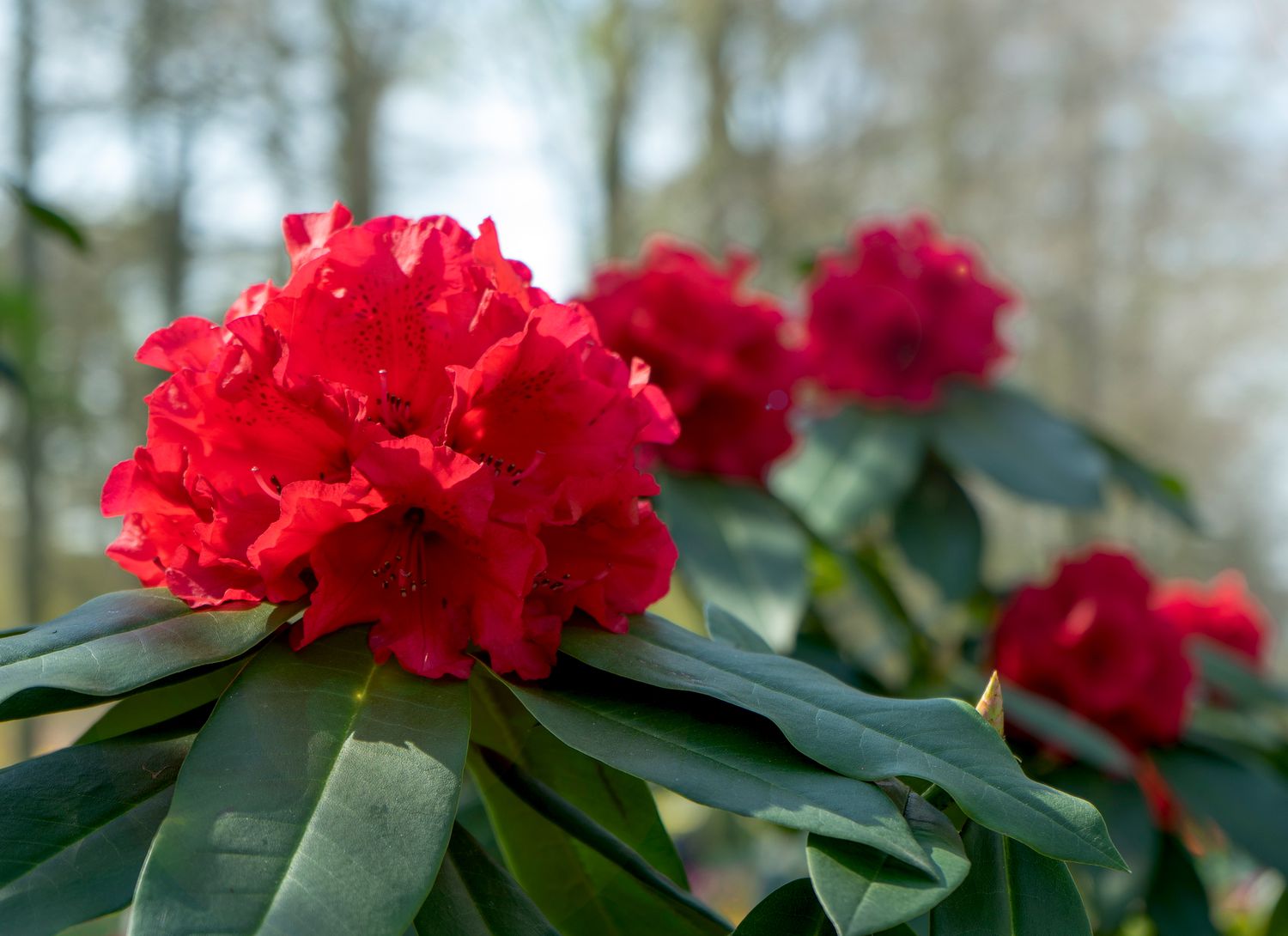 Hino crimson azalea in a garden