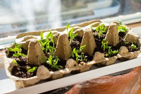 Seedlings growing in an egg carton near a sunny window