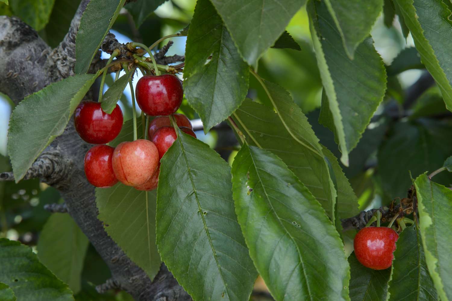 A cluster of ripe cherries hanging on a tree branch among green leaves