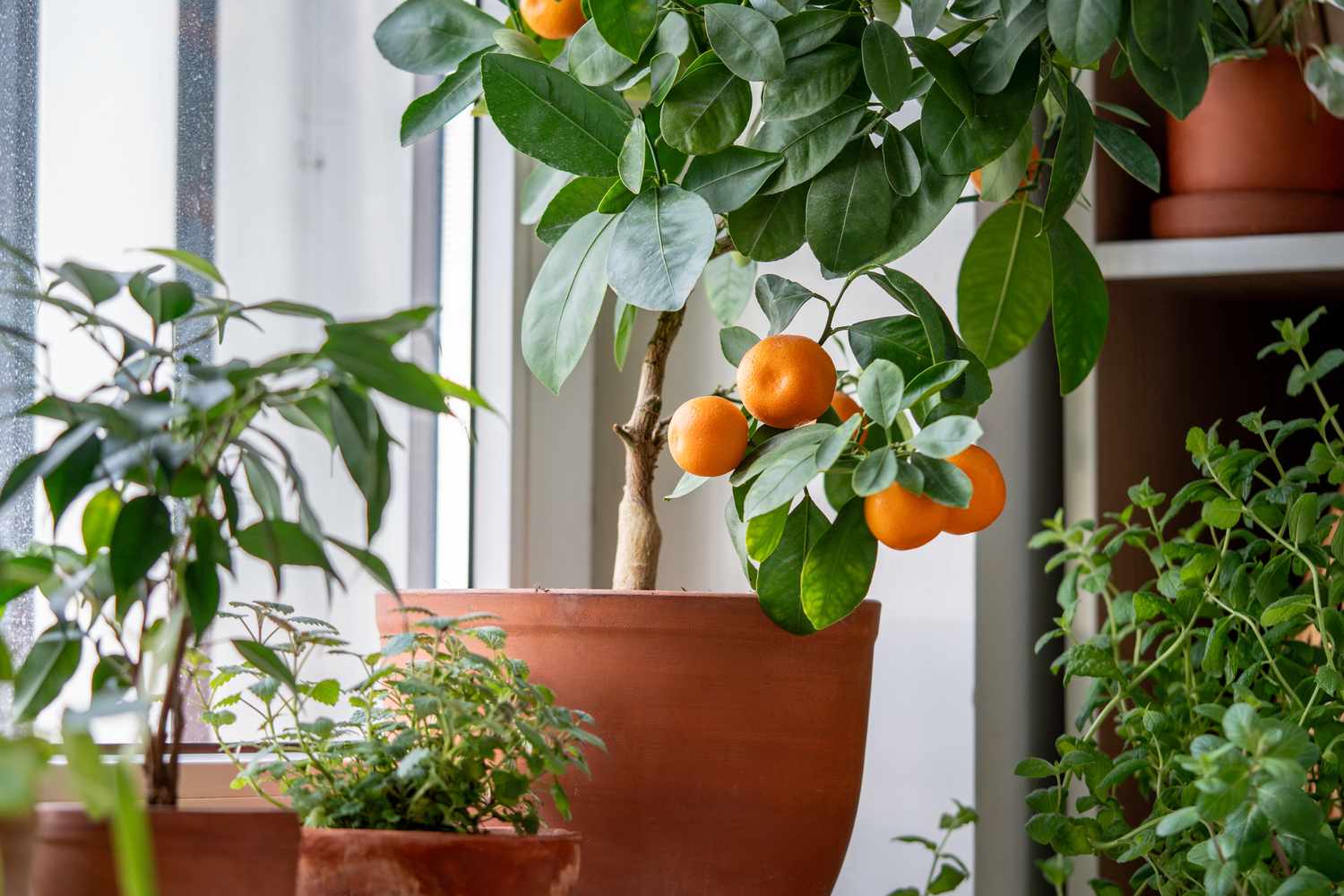 Indoor orange tree in a terracotta pot with oranges growing among other potted plants near a window