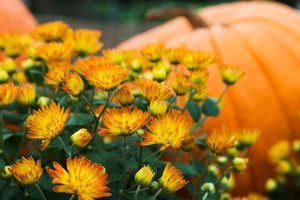yellow and orange mums next to pumpkin