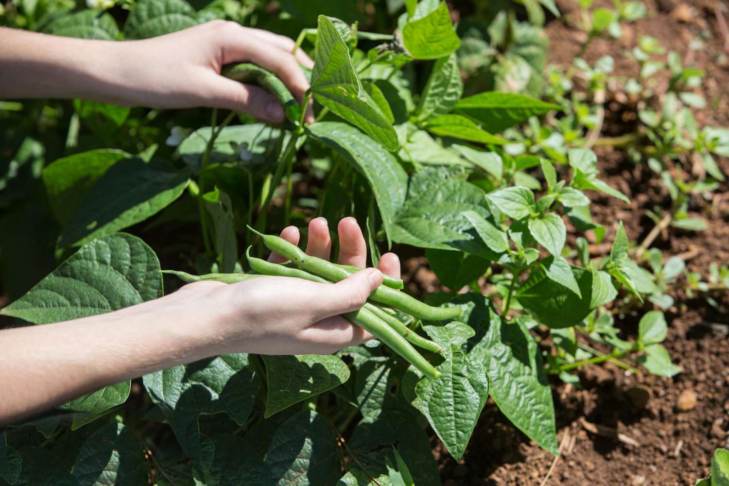 harvesting green beans