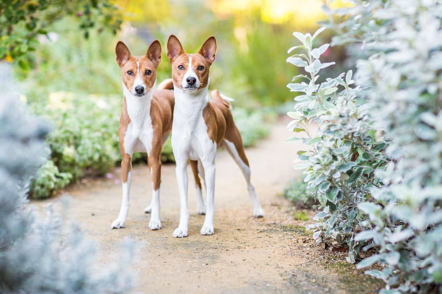 Two Basenji dogs stare intently while standing side-by-side on a dirt path through a cultivated garden