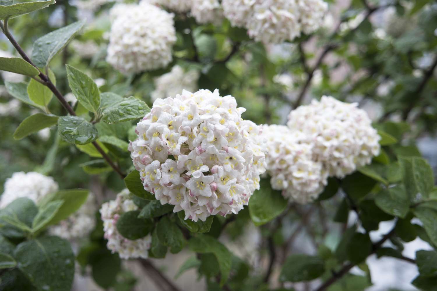 Closeup of a flowering plant showcasing clusters of small blossoms and green leaves