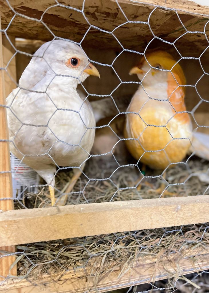 Two pheasant birds in a wire coop. 
