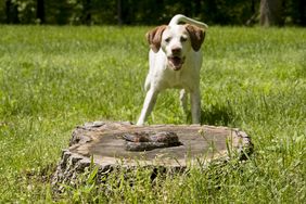 A dog standing near a tree stump with a snake on it in a grassy outdoor setting