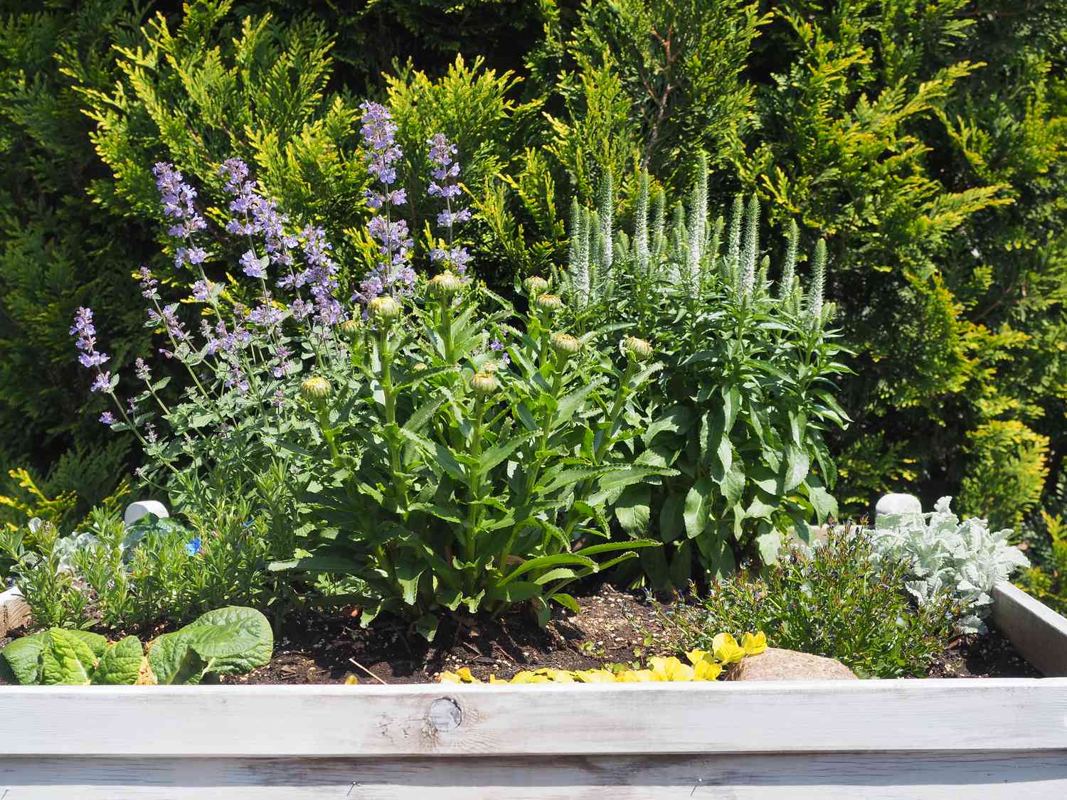 Russell's weed and catnip (catmint) in garden raised bed
