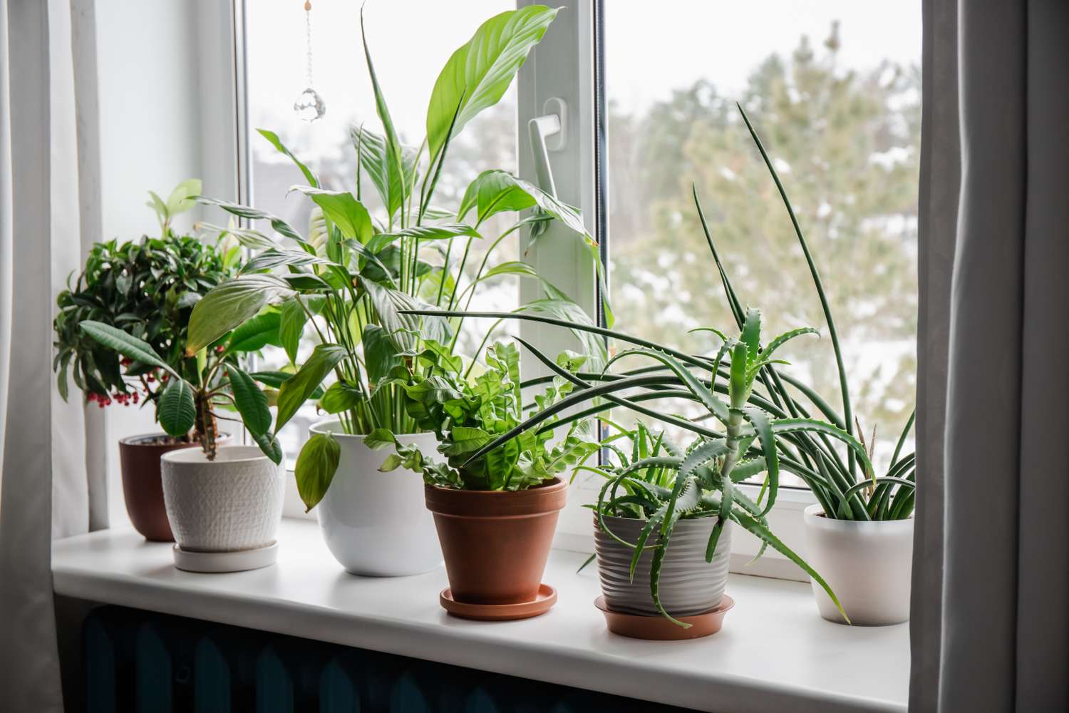 Various houseplants on a windowsill indoors with blurred trees outside