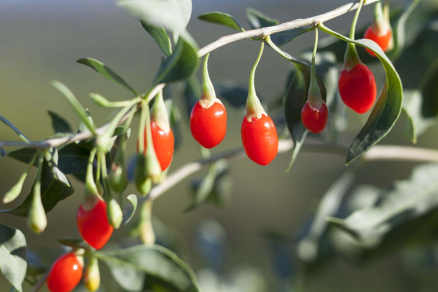 Goji Berry Tree