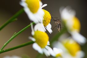 mosquito perched on chrysanthemum flower