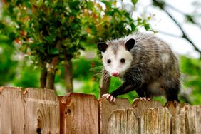 An opossum perched on a wooden fence with greenery in the background