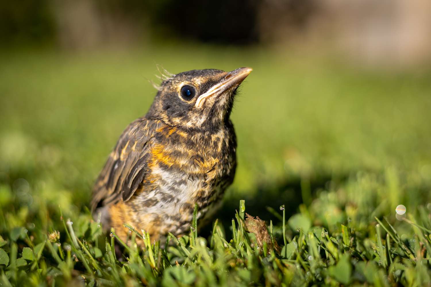 A small bird standing on grass looking upward