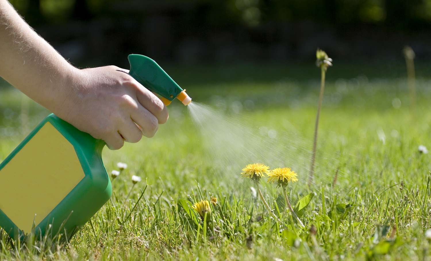 spray bottle used on dandelions in garden