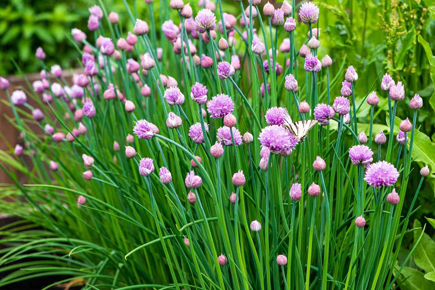 Chives growing