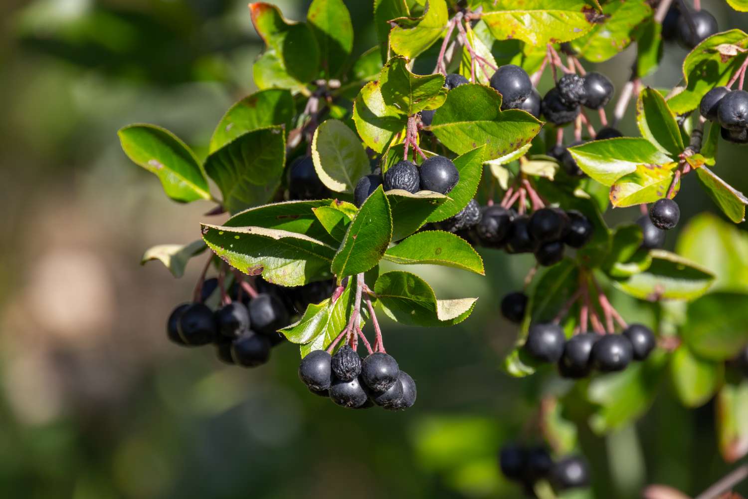 Clusters of dark berries hanging from green leafy branches