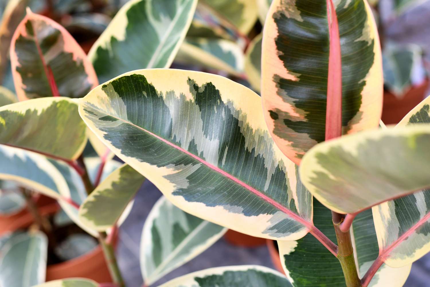 Close up of leaf of exotic a 'Ficus Elastica Variegata' rubber tree plant
