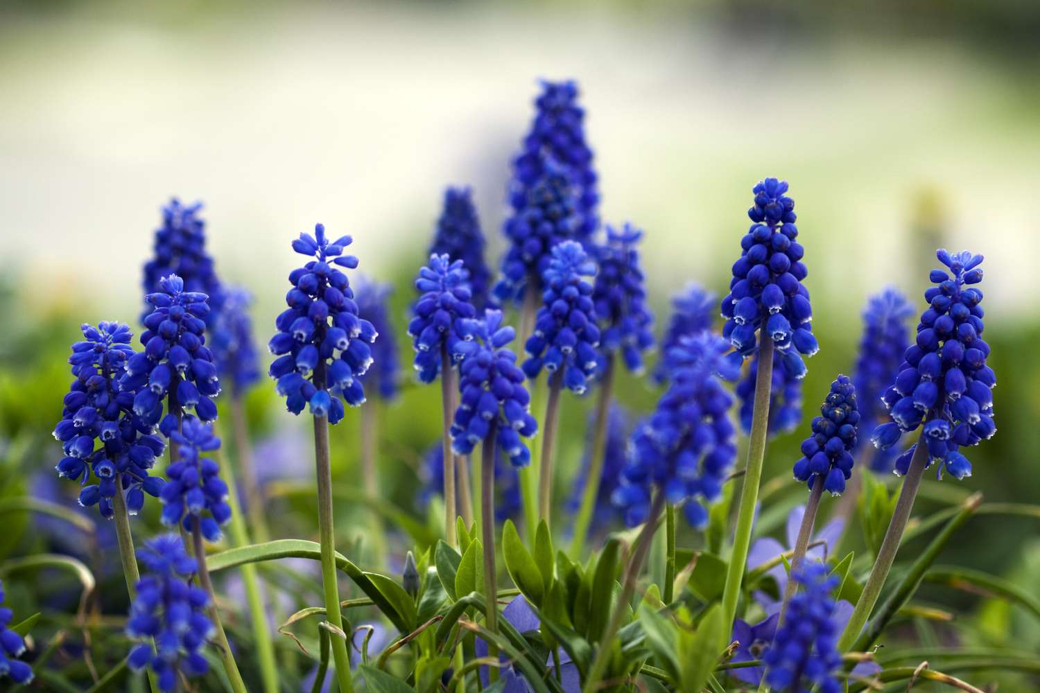 Little grape hyacinths in a field