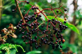 Elderberry bush