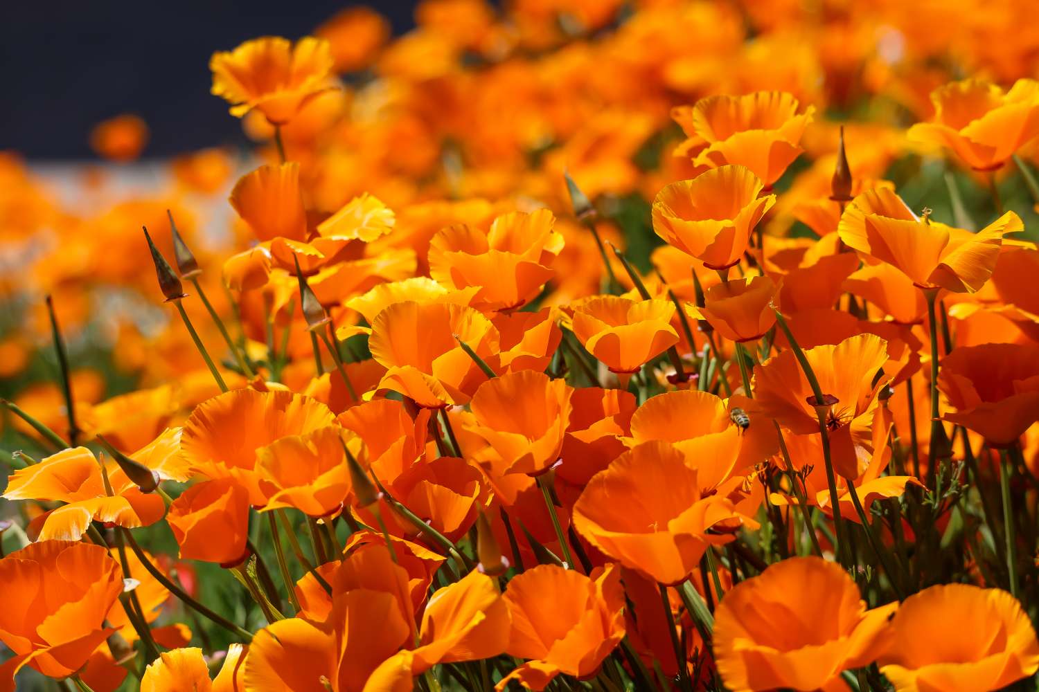 Orange California poppies 