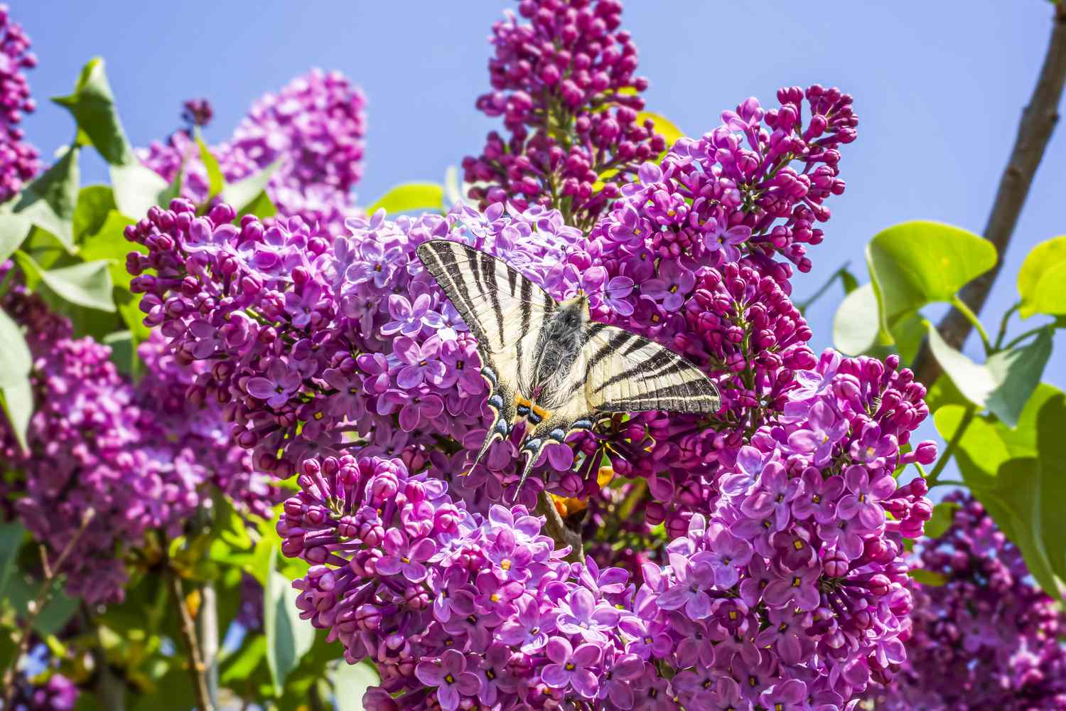 Purple Butterfly bush 