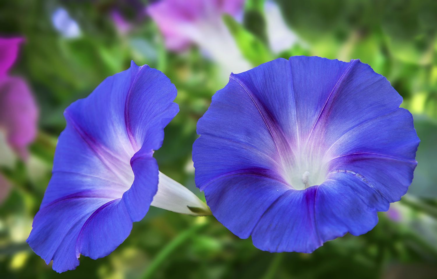 Pair of blue morning glory flowers.