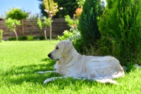 A dog lying on grass in a garden near trees and bushes