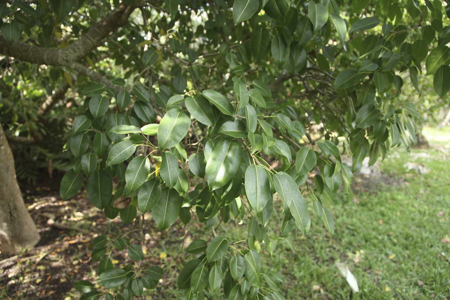 Manchineel