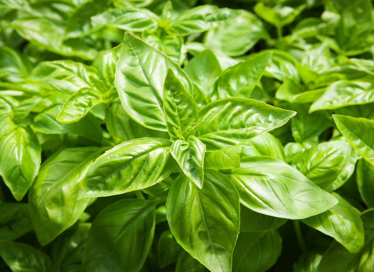 basil plants growing in a garden