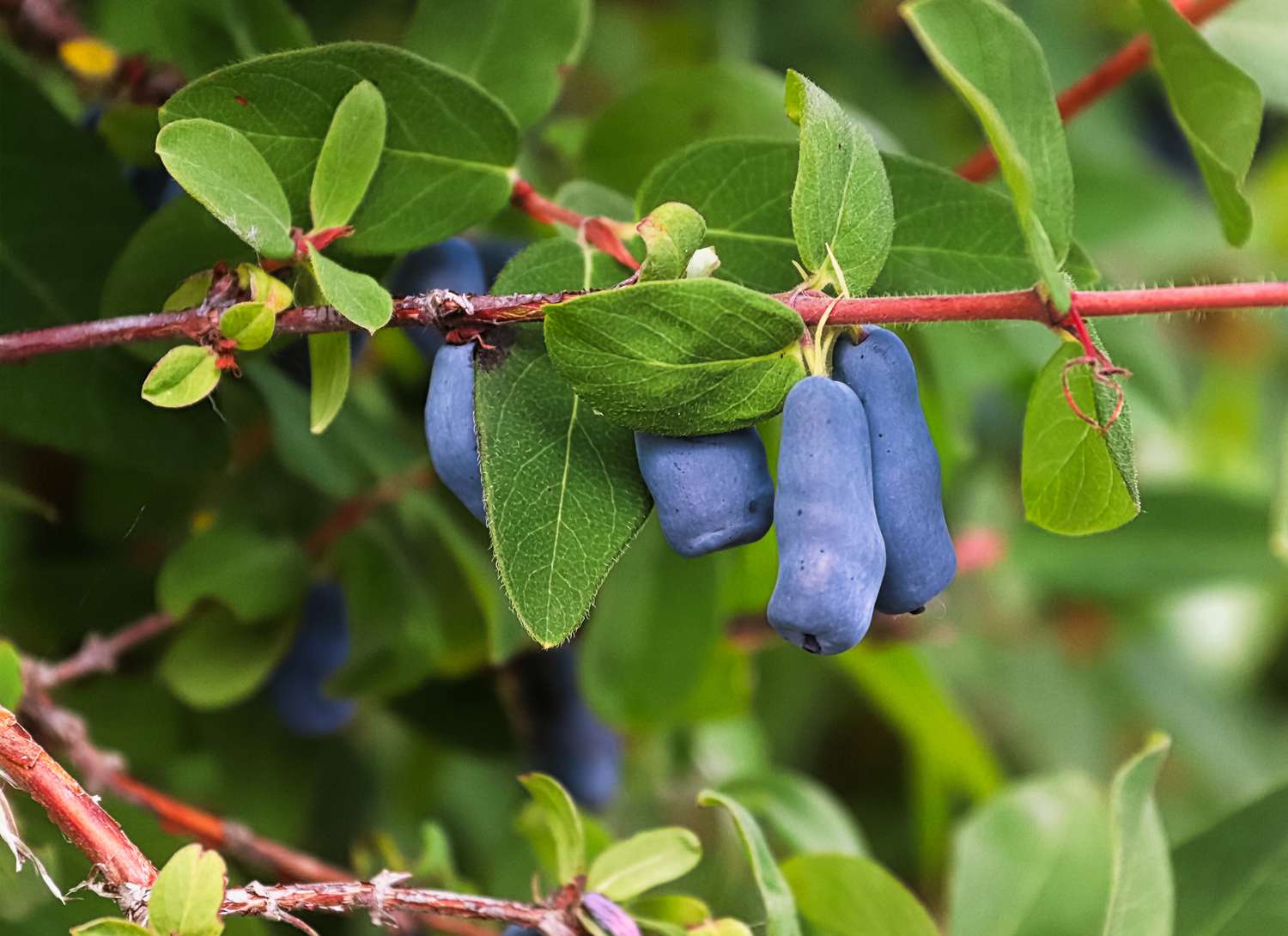 Hascap berries growing