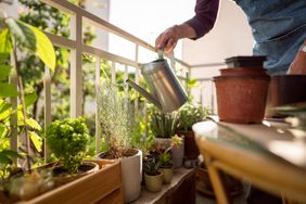 Person watering plants on a balcony garden