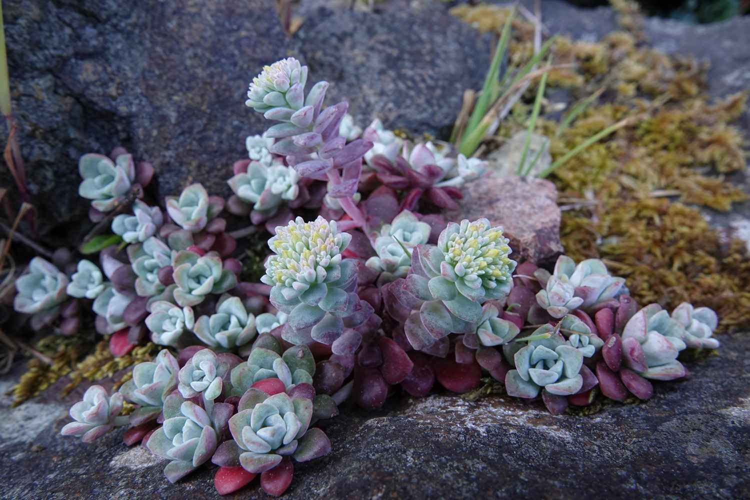 Succulent plants growing among rocks