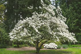 White Flower Blossoms on a Tree