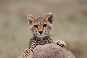 A cheetah cub resting on a rock looking forward