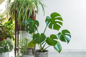 Monstera and other indoors plants in a room 