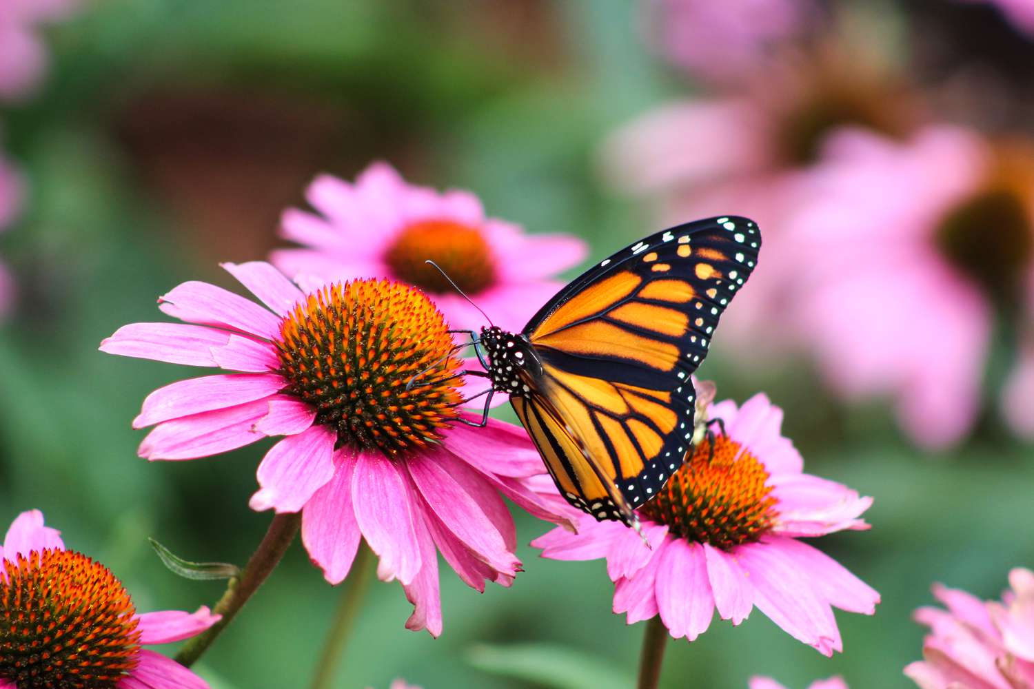 purple echinacea flower with butterfly