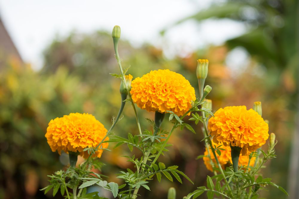 marigolds