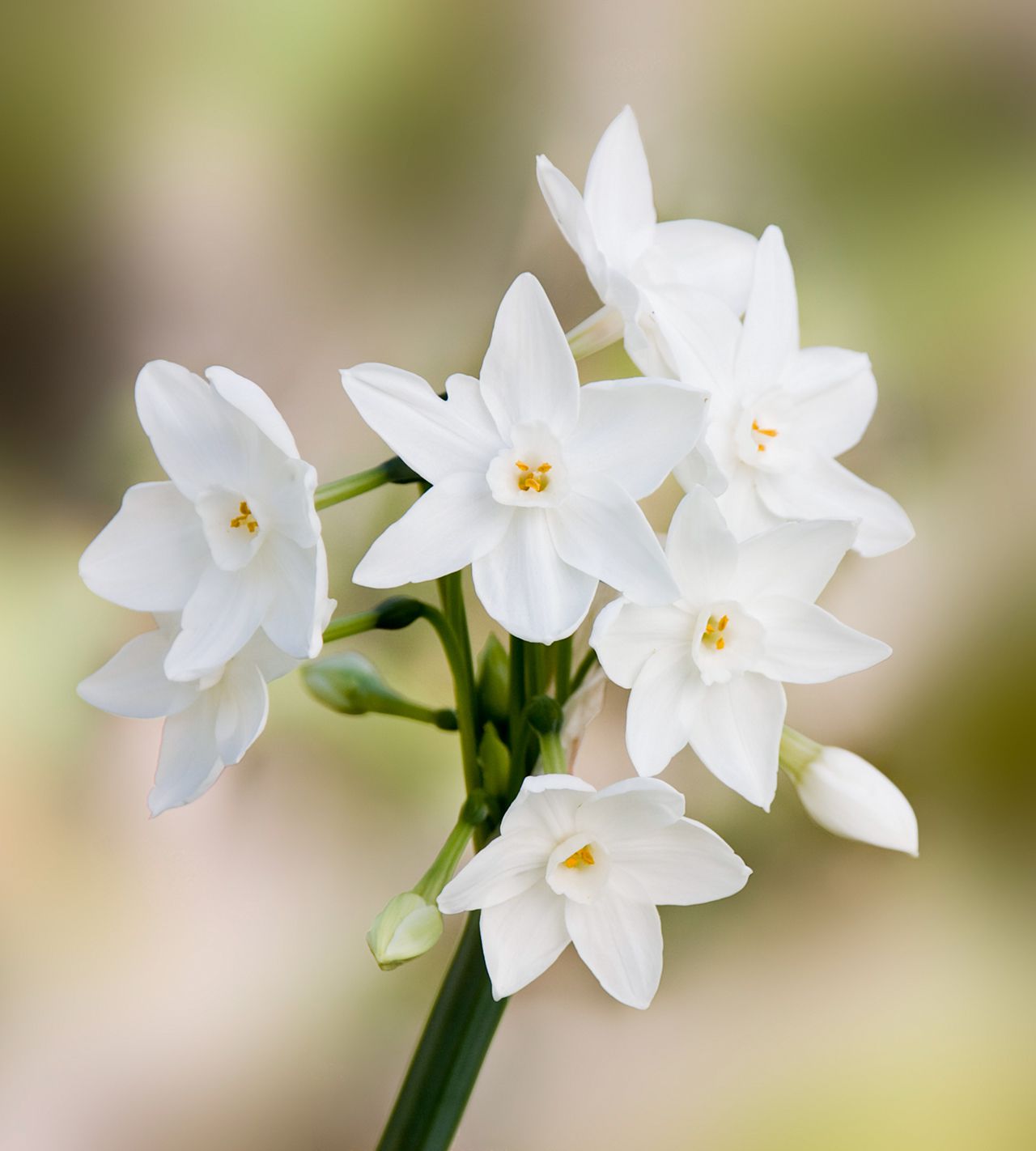 paperwhites flowers