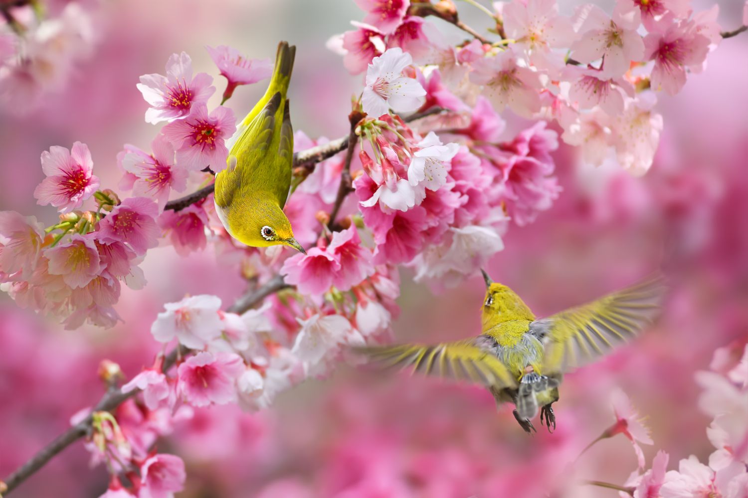 birds in a cherry blossom tree