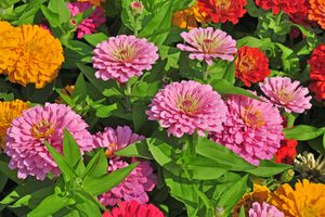 A variety of flowers in bloom seen among green foliage