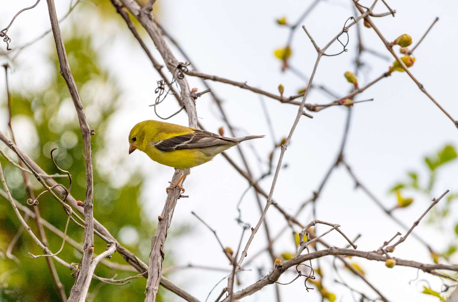 american goldfinch bird