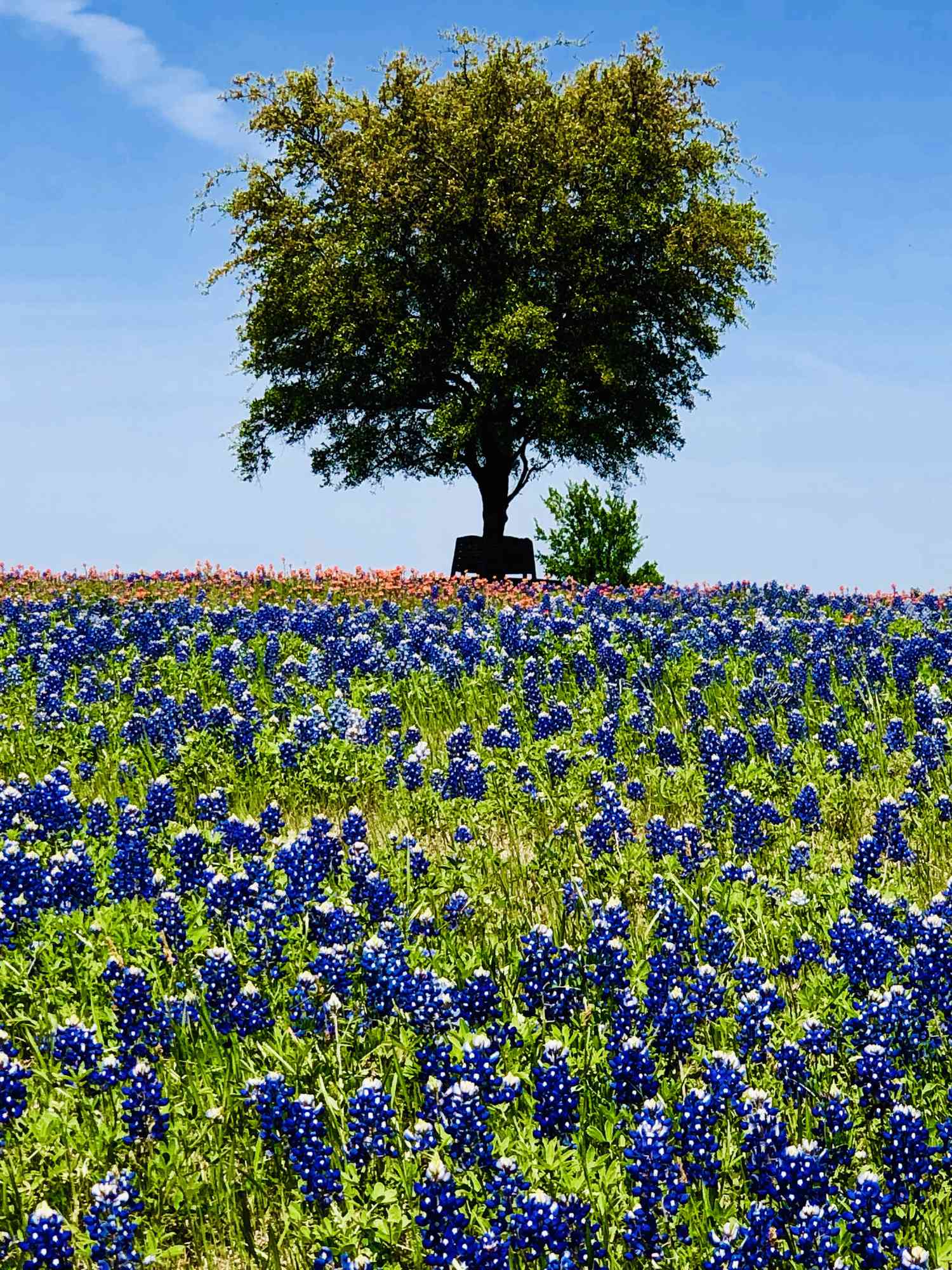bluebonnet trail in Ennis, Texas