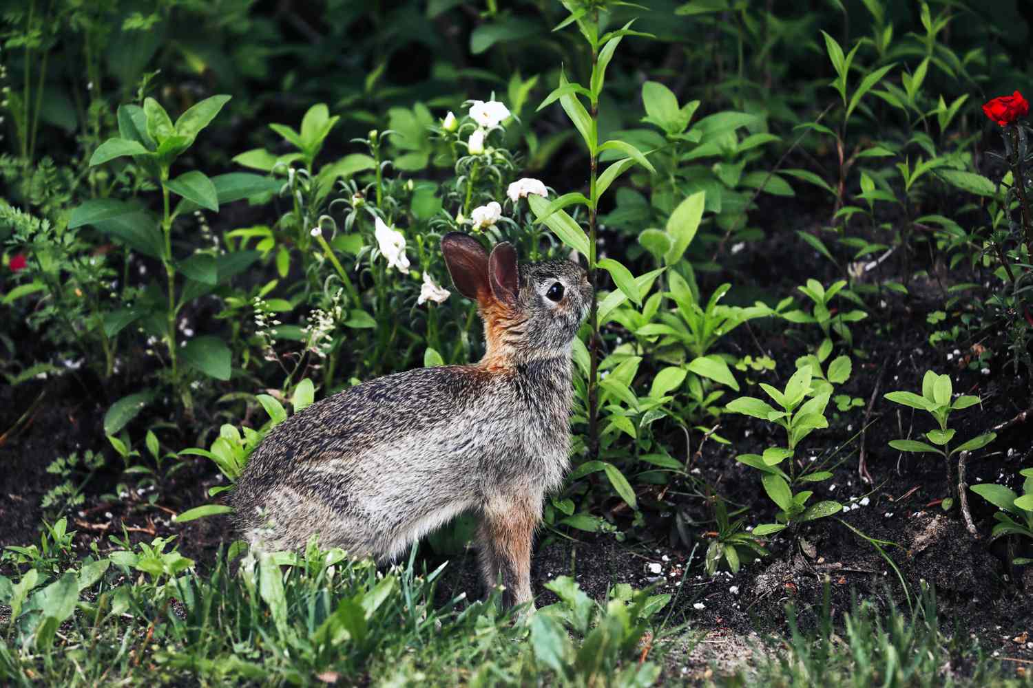 A rabbit near a garden with flowers and plants