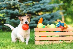 A dog holds a red ball in its mouth while sitting next to a box of toys on grass