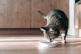 A cat eating food from a white bowl on a wooden floor