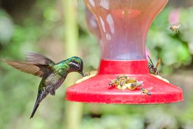 Hummingbird feeder and bees