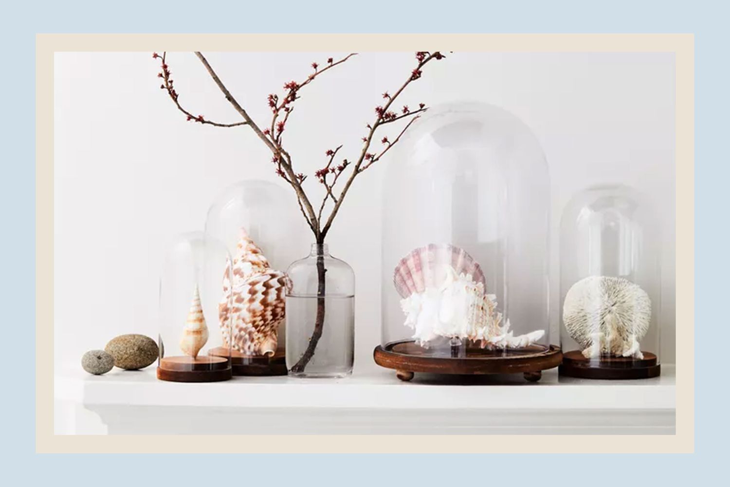 Decorative display featuring seashells under glass domes with a twig arrangement