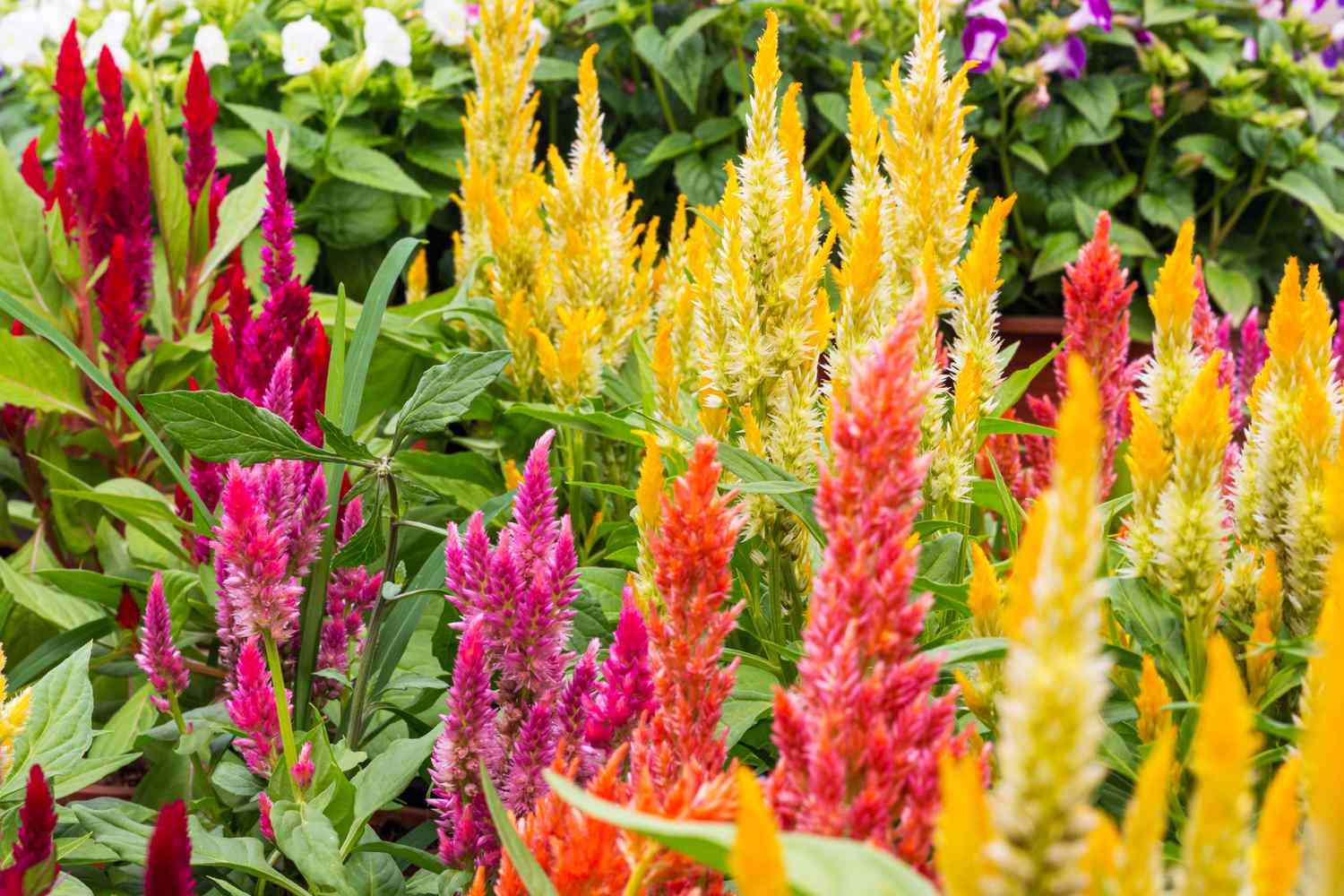 Colorful celosia