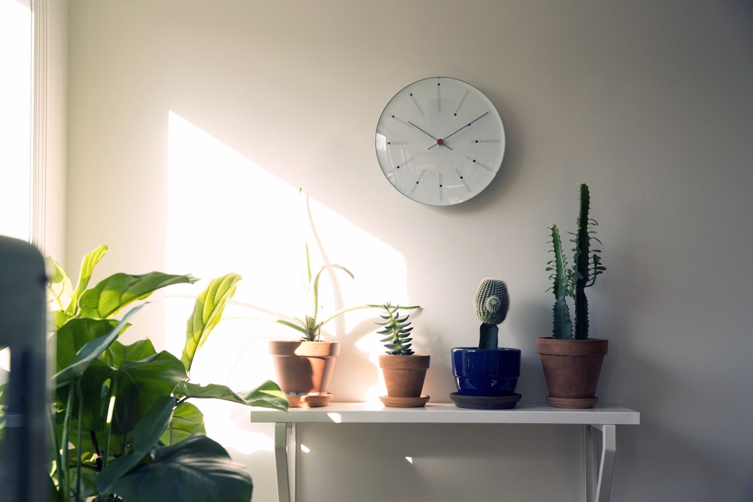 A wall clock above a shelf with potted plants