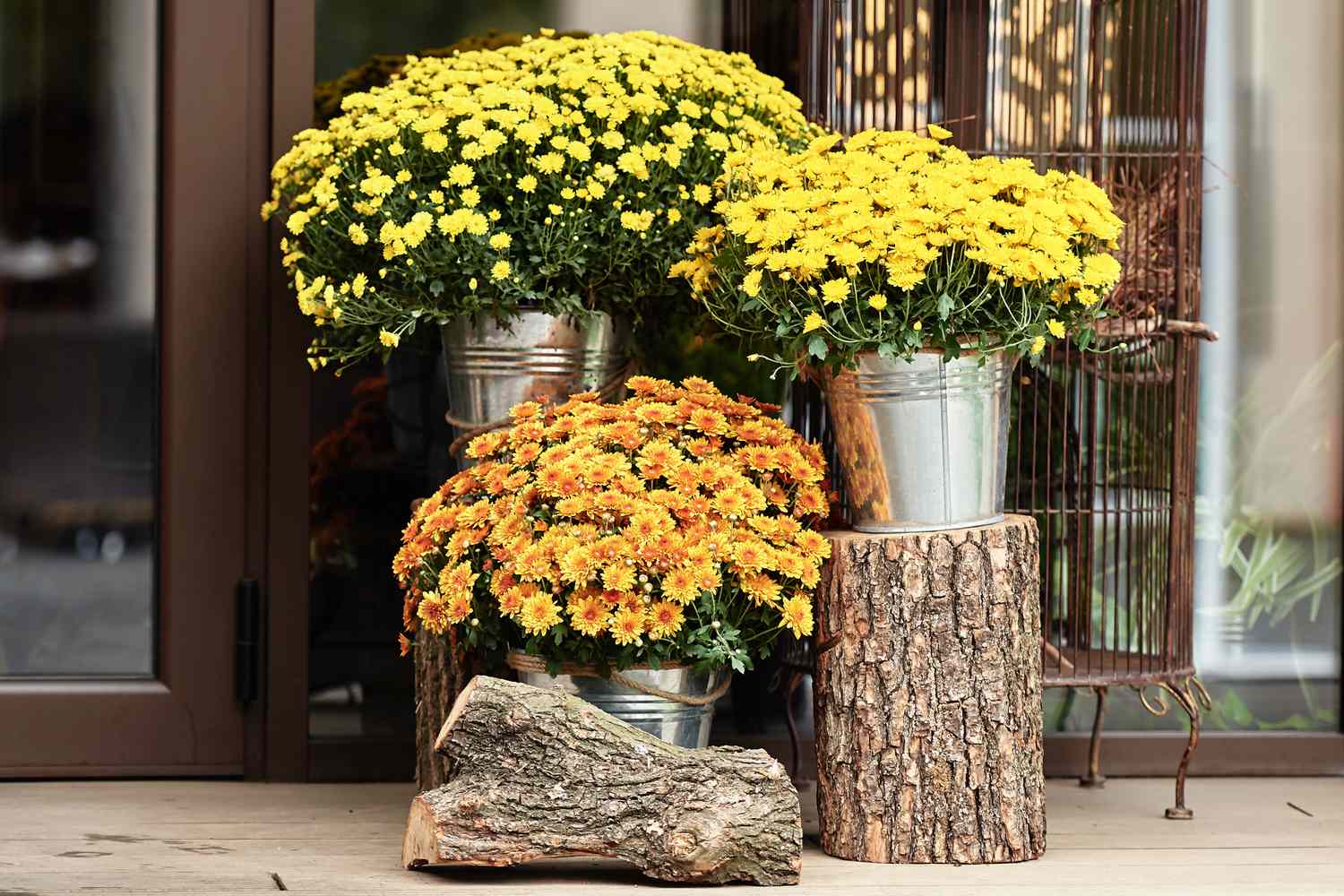 Arrangement of potted flowers on a patio displaying multiple blooming plants in containers