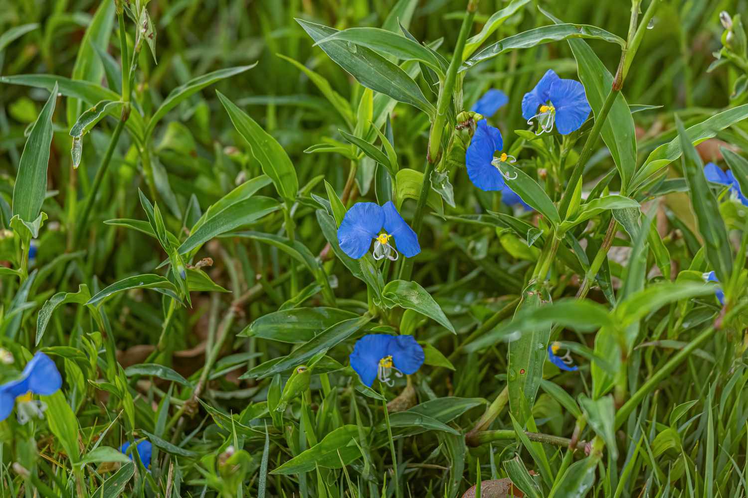 Asiatic Dayflower
